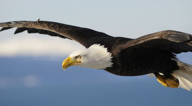 The Quiet Intelligence Behind Personal, Entrepreneurial, and Organizational Growth