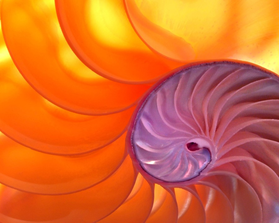 The Forces That Give Growth Meaning